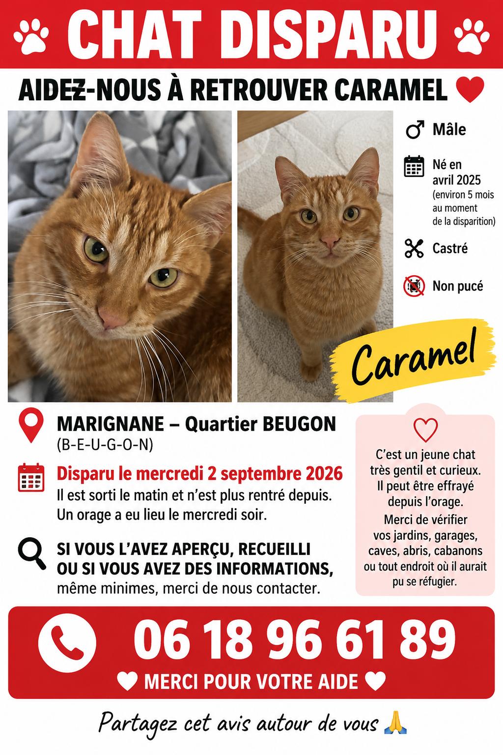 Avis de recherche du chat Caramel, roux tigré, disparu à Marignane
